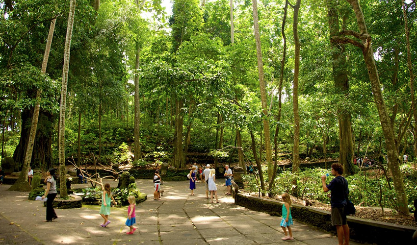 몽키포레스트 image