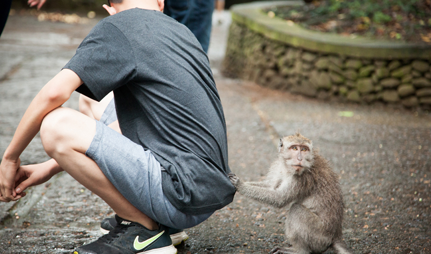 몽키포레스트 image