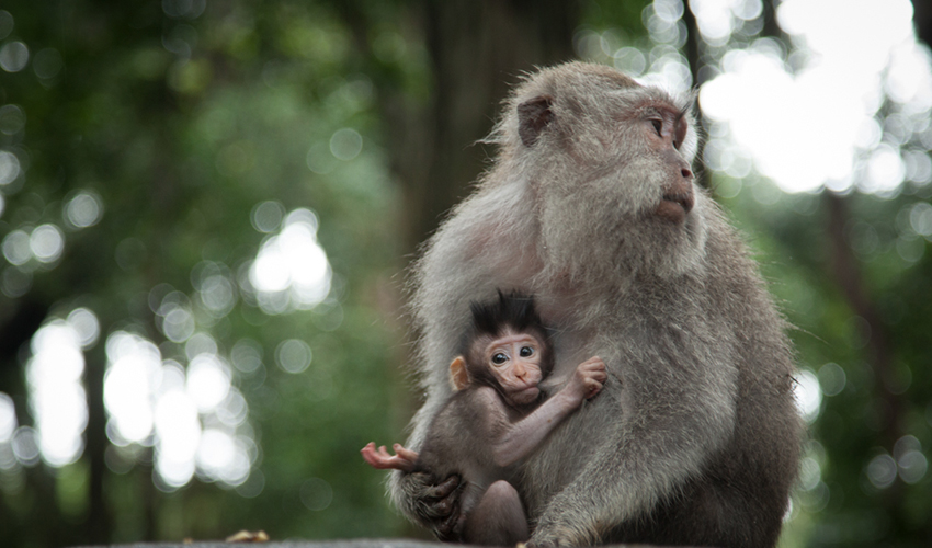 몽키포레스트 image