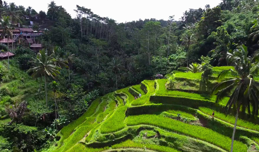 뜨가랄랑계단식논 image