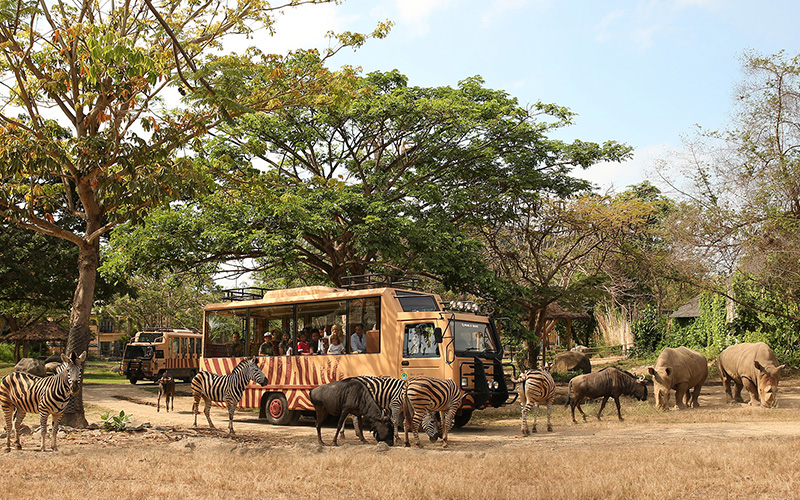 발리사파리&마린파크 사파리투어 image